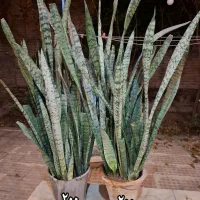 گل های زیبا قیمت مناسب|گل و گیاه طبیعی|مراغه, |دیوار