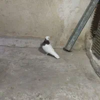 کبوتر طوقی|پرنده|خمینی‌شهر, |دیوار