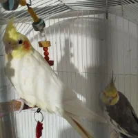 عروس هلندی جفت بالغ