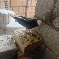 کبوترغریب