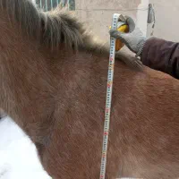 دوتا اسب مادیان جنس درج|اسب و تجهیزات اسب‌سواری|قزوین, |دیوار