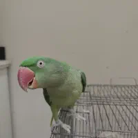 شاه‌ طوطی ماده