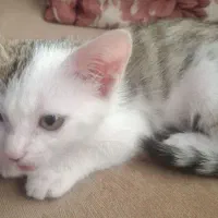 واگذاری بچه گربه ماده دو ماهه