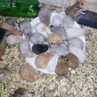 بیا تو سالن همستر ببین بگیر بخر ببر|موش و خرگوش|یزد, |دیوار