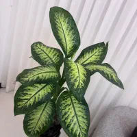 گل دیفن|گل و گیاه طبیعی|مشهد, جاهد شهر|دیوار