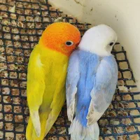 کوتوله برزیلی کوتوله فیشر