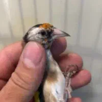 جوجه سهره|پرنده|شیراز, شهرک گلستان|دیوار