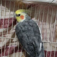 عروس هلندی|پرنده|بیرجند, |دیوار