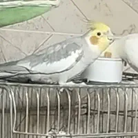 عروس هلندی گم شده