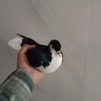 فروش کبوتر|پرنده|مشهد, قائم|دیوار