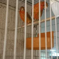 قناری سرخ نرو ماده