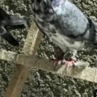 کبوتر فراری دادم