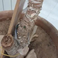 گل یوکا|گل و گیاه طبیعی|قوچان, |دیوار