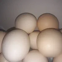 تخم مرغ محلی