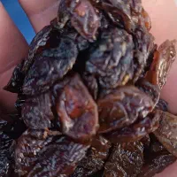 پخش انواع و اقسام کشمش