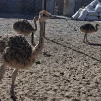 جوجه شتر مرغ