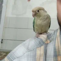 گرینچیک پاین اپل|پرنده|طبس, |دیوار