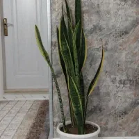 گل آپارتمانی یوکا و گل آپارتمانی سانسوریا ابلق