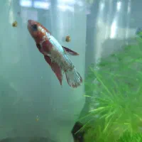 ماهی فایتر / بتا پلاکت ماده و گیاه