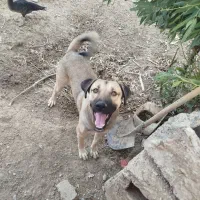 سگ نگهبان