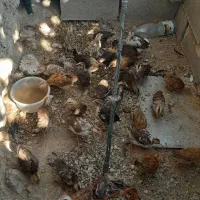 فروش تیله محلی|حیوانات مزرعه|لنده, |دیوار