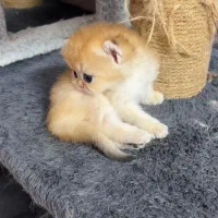 بریتیش لانگ هیر گلد