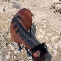 فروش اسب|اسب و تجهیزات اسبسواری|فیروزآباد (فارس), |دیوار