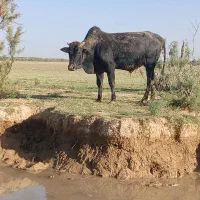 گوساله نر