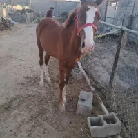 اسب