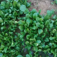 ترب|خوردنی و آشامیدنی|کاکی, |دیوار