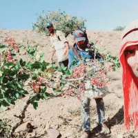 پسته کوهی خندون پسته جنگلی خندون پسته وحشی خندون|خوردنی و آشامیدنی|رضویه, |دیوار