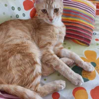 واگذاری گربه نارنجی یک ساله|گربه|اردبیل, |دیوار