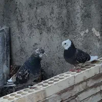 کفتر سرور پرشی