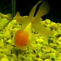 ماهی گلدفیش ردکپ و لجن خوار|ماهی|خرم‌آباد, |دیوار