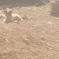 ۳ عدد سگ ماده.بایک عدد سگ نر دوتاش واگذاری هستن|سگ|چیتاب, |دیوار