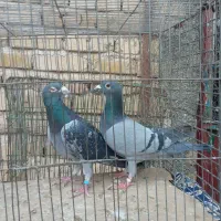 کفتر پلاکی|پرنده|نهاوند, |دیوار