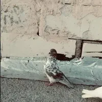 فراری دادم هرکی گرفته بفروشه به خودم