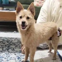 سگ اشپیتز ماده  ۱ساله