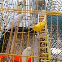 فروش عروس هلندی ومرغ عشق|پرنده|بندرلنگه, |دیوار