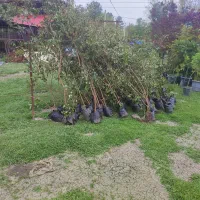 نهال گواوا  و درخت پالم