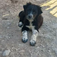 توله سگ قدرجونی