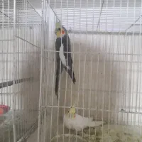 یک جفت عروس هلندی