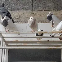 فروش کبوتر طوقی