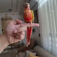 طوطی گرینچیک