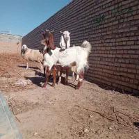 بز پاکستانی