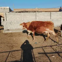 فروش گاو|حیوانات مزرعه|محمدیار, |دیوار