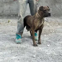 واگذار پیتبول