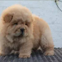 چاوچاو(چوچو)اصیل|سگ|کرج, فاز ۲ مهرشهر|دیوار