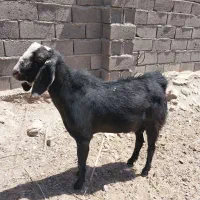 نری|حیوانات مزرعه|بم, |دیوار