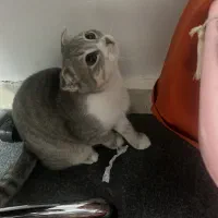 گربه‌اسکاتیش فولد